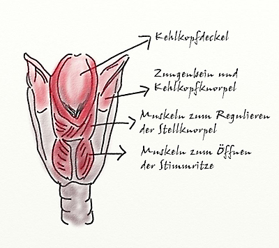 Kehlkopf